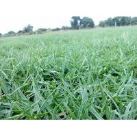 ราคา ขายส่ง 1 กิโลกรัม เมล็ดหญ้าพาสพาลัม Paspalum Grass หญ้าพัลธลั่ม หญ้าปูสนาม สนามหญ้า หญ้าญี่ปุ่น พืชตระกูลหญ้า เมล็ดพันธ์หญ้า หญ้าเบอร์มิวด้า (873380800)