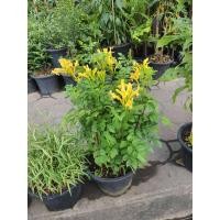 ราคา ต้นพวงแสดต้น ดอกเหลือง สูง 50 ซ ม ในกระถาง10นิ้ว เป็นพวงแสดที่มีลักษณะเป็นต้นทรงพุ่ม สวยมาก พวงแสดต้นสีเหลือง ปลูกเป็นไม้ประดับเพื่อชมดอกอันสวยงาม สีแสดและสีเหลืองออกดอกเต็มต้น ดอกจะออกตลอดปีออกดอกเป็