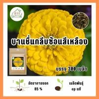 ราคา เมล็ดพันธุ์ ดอกบานชื่นกลีบซ้อนสีเหลือง บรรจุ 300 เมล็ด (21037883514)
