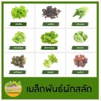 ราคา เมล็ดผักสลัด 100 เมล็ด งอกดี เมล็ดพันธุ์ผักสลัด (15856606357)