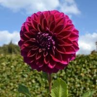ราคา 30 เมล็ด ดอกไม้ ดอกรักเร่ ดาห์เลีย Dahlia Seeds สายพันธุ์ Diva (21133387867)