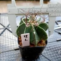 ราคา หนามโหด หนามแปลก ไม้สะสม คัดพิเศษ ไม้เมล็ด ต้นกระบองเพชร ต้นแคคตัส แคคตัส กระบองเพชร (19838357796)