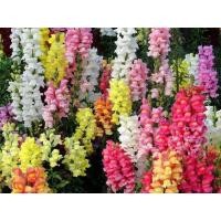 ราคา เมล็ดดอกลิ้นมังกรคละสี แบบดอกใหญ่ มีกลิ่นหอมอ่อน ซองละ 400 500 เมล็ด ราคา79บาท ดอกลิ้นมังกร ออกดอกเป็นช่อ สีสันสดใส สวยงาม มีกลิ่ (7831109895)