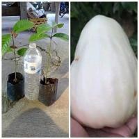 ราคา ต้น ชมพู่สากกะเบือ ชมพู่สากกะเบือผลขนาดใหญ่คล้ายสากกะเบือ มีรสฝาดอมเปรี้ยว เนื้อแข็งกรอบ สูง 60 ซม (21014395161)