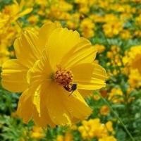 ราคา เมล็ดพันธุ์ คอสมอส ดอกซ้อน สีเหลือง เมล็ดดาวกระจายเหลืองดอกซ้อน ปลูกได้ทุกที่ 260 เมล็ด 10 แถม 1 คละได้ (10947579569)