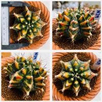 ราคา ยิมโนด่างไม้เมล็ด ชุดคัดเกรด ยิมโนด่าง ไม้เมล็ด กระบองเพชร แคคตัส (21184298341)