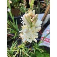 ราคา ต้นดอกซ่อนกลิ่น สีขาว ส่งพร้อมกระถาง8 นิ้ว (12952315776)