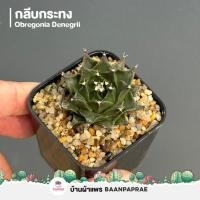 ราคา รวมกระบองเพชรและไม้อวบน้ำ 2 หลากหลายสายพันธุ์ ส่งทั้งกระถาง cactus succulent (21380461438)