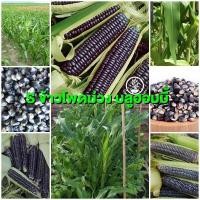 ราคา เมล็ดข้าวโพดหวานสีม่วง พันธุ์บลูฮอบปี้ บรรจุ 10 เมล็ด เมล็ดพันธุ์ผัก บอนไซ ต้นไม้จิ๋ว ผักสวนครัว เมล็ดผัก เมล็ดพันธุ์ผลไม้ เม็ดข้าวโพด เม็ดพันธุ์ผัก plants (5749004750)