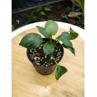 ราคา เสน่ห์จันทร์ประกายดาว (19509963722)