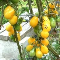 ราคา 50 เมล็ด มะเขือเทศ สายพันธุ์นอก เมล็ดผัก นิยมทานสด ปลูกได้ทุกฤดู Tomato Seeds สายพันธุ์ CORINA TOMATO (21250227037)