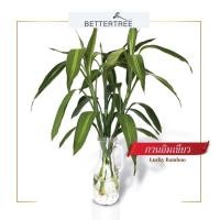 ราคา แจกันใหญ่พร้อมไม้เลี้ยงน้ำ พิเศษ แถมหินตกแต่ง 250 g ไม้น้ำ เลี้ยงน้ำ (20962904246)