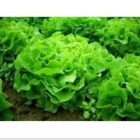 ราคา เมล็ดผักกรีนโอ๊ค200เมล็ด (21228944062)