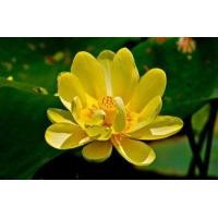 ราคา ดอกใหญ่ เมล็ดบัวดอกสีเหลือง เมล็ดพันธ์ุบัวดอกบัว ปลูกบัว เม็ดบัว สวนบัว Lotus Waterlily seeds 8 เมล็ด (7844950385)