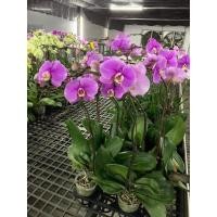 ราคา 30 เมล็ดพันธุ์ Garden Seeds เมล็ดกล้วยไม้ ฟาแลนนอปซิส Phalaenopsis Orchids Orchid flower seeds อัตราการงอกสูง 80 85 (11768655511)
