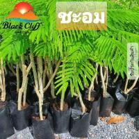 ราคา ต้นชะอม ชะอม กิ่งพันธุ์ ต้นไม้ ไม้ผล ต้นพันธ์ เมล็ดพันธ์ พันธุ์ไม้ ไม้มงคล ไม้ฟอกอากาศ เมล็ดพันธุ์ สวนเขาหมาก สูงประมาณ 40 50 ซม (8892083568)