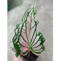 ราคา บอนสี ฮกหลง ราชินีแห่งไม้ใบ ส่งเป็นต้น ในกระถาง 3 4นิ้ว 249 บาท (10554112907)