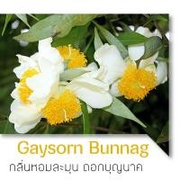 ราคา AMAREE น้ำมันหอมระเหย สำหรับ เตาเผาอโรม่า ขนาด 30 ml Aroma Oil 50 ml (20764933445)