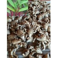 ราคา 2หัว ชุด หัวว่านมหาปราบ นับว่าเป็นว่านทางคงกระพันชาตรีชั้น 1 สรรพคุณอานุภาพมาก หัวว่านมีสารพิเศษเมื่อกินหรือฝนทาตัว จะทำให้ผิวหนังชาไปหมด ทนต่อคมศาสตราวุธ หอก ดาบ ขุนศึกโบราณนิยมมาก (21008552547)