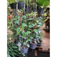 ราคา ต้นปลาทอง นำโชค ในกระถางแขวน3นิ้ว ปลาทอง Goldfish Plant เป็นไม้พุ่มเตี้ย ที่มีลักษณะดอกแปลกตา คล้ายกับปลาทอง กำลังแหวกว่ายน้ำไปมา โดยดอกจะโป่งด้านล่างคล้ายกับท้องปลา (17674692935)