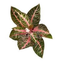 ราคา บัลลังก์ทับทิม Aglaonema pride of sumatra กระถาง 8 นิ้ว (20711187982)