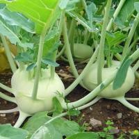 ราคา 100 เมล็ด Kohlrabi กะหล่ำปม โคห์ลราบี หวานและกรอบ ทำแกงจืดน้ำแกงหวานอร่อยมาก (21357593926)