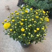 ราคา เบญจมาศ สีเหลือง กระถาง 6 นิ้ว ส่งติดดอก ไม้ดอกไม้ประดับ (21242020552)