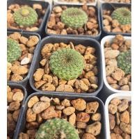 ราคา frailea cataphracta ขนาด 3 cm ส่งทั้งกระถาง เฟเรียแคคตัส cactus กระบองเพชร (21173605998)
