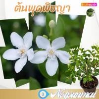 ราคา ต้นพุดพิชญา กระถาง 6 นิ้ว ส่งพร้อมกระถาง (20487551102)