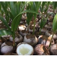 ราคา มะพร้าวกะทิฟูพวงร้อย มะพร้าวน้ำหอมกะทิ สายพันธุ์ลูกดก ให้ผลผลิตเร็ว (13293068616)