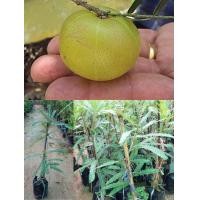 ราคา มะขามป้อมยักษ์ เสียบยอด (13803932780)