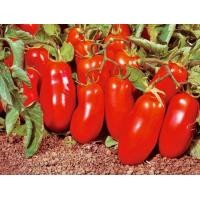 ราคา เมล็ดมะเขือเทศกล้วยซานมาซาโน่ San Marzano tomato บรรจุ10 20เมล็ด (9937165002)