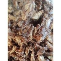 ราคา สะดิ้ง แมงสะดิ้งแช่แข็ง 1ก ก1แพค (21233779454)