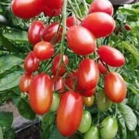 ราคา เมล็ดพันธุ์ มะเขือเทศราชินี มะเขือเทศ เชอรี่ สีแดง ทานสด ตัวเลือก 9 110 เมล็ด 10 เเถม 1 คละได้ (8457573394)