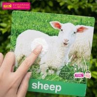 ราคา แฟลชการ์ดใบใหญ่ Big Card การ์ดคำศัพท์ animal หนูชอบสัตว์น่ารัก บัตรคำ ศัพท์พื้นฐานเด็ก (16973230236)