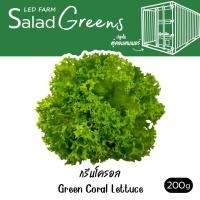 ราคา ตัดสดทุกออเดอร์ เรดโครอล ผักสลัด สดสะอาด ปลอดสารเคมี LEDFARM (17921530062)