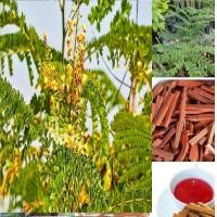ราคา เมล็ดพันธุ์ Plant Seeds 50 เมล็ด ฝางแดง หรือ ฝางเสน หรือ ฝางส้ม Caesalpinia sappan L (8285632801)