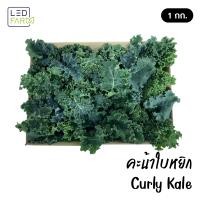 ราคา ราคาส่ง เคลใบหยิก Curly Kale ผักสด สะอาด ปลอดสารเคมี LEDFARM (20569178981)
