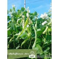 ราคา ทำถั่วแปบยาวฝักดาบ 100 เมล็ด 100 บาท (21218209411)