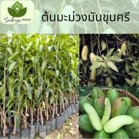 ราคา ต้นมะม่วงเขียว ต้นที่ต่อกิ่งสูง 60 80 ซม มะม่วงเขียวลูกเล็ก ผลสูง รสหวาน (20879314679)
