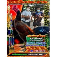 ราคา ไข่ไก่ชนสายเลือดเงินล้านพิเศษราคา3ฟอง300บาท (17459304932)