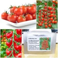 ราคา เมล็ดพันธุ์ มะเขือเทศเชอรี่ Red Cherry Tomato Seed 100 เมล็ด ของแท้ เมล็ดพันธุ์พืช ผักสวนครัว เมล็ดพันธุ์ผัก (2364068935)