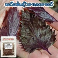 ราคา เมล็ดพันธุ์ Red Perilla Shiso ใบงาแดงเกาหลี ชิโสะแดง 1 ซองมี 40 100 เมล็ด ซื้อ 10 แถม 1 คละได้ (18763097033)