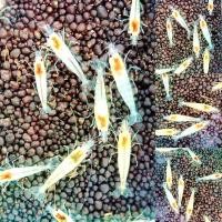 ราคา กุ้งแคระ มี 11 แบบ (21287642915)