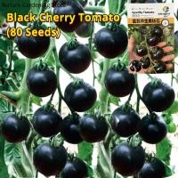 ราคา ปลูกง่ายปลูกได้ทั่วไทย เมล็ดสด100 เมล็ดพันธุ์ มะเขือเทศ เชอรี่สีดำ Black Cherry Tomato Seeds for Planting บรรจุ 80 เมล็ด มะเขือเทศเชอรี่แคระ เมล็ดพันธุ์ผัก ผักสวนครัว ต้นไม้มงคล เมล็ดบอนสี ต้นผลไม้ บอ