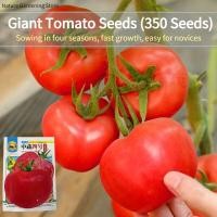 ราคา เมล็ดพันธุ์ มะเขือเทศ มะเขือเทศยักษ์ บรรจุ 350 เมล็ด Giant Tomato Seeds Organic Vegetable Seeds for Planting เมล็ดมะเขือเทศ F1 เมล็ดพันธุ์ผัก ผักสวนครัว บอนไซ บอนสี ผักออร์แกนิก พันธุ์ผัก เมล็ดผัก เมล