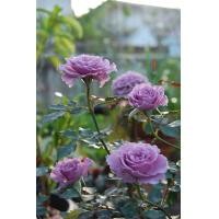 ราคา 28 เมล็ด เมล็ดพันธุ์ Home Seed ดอกกุหลาบ สีม่วง พันธุ์แคระ กุหลาบจิ๋ว Rose Seeds (4410134669)