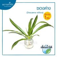 ราคา ต้นไม้ตัดกิ่งเลี้ยงน้ำ จำนวน 1 กิ่ง ต้นไม้ฟอกอากาศ พลูด่าง ต้นไม้ plalnts (21068593091)