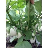 ราคา มะเขือไข่เต่าขาว100 เมล็ด 15 บาท (20816293903)