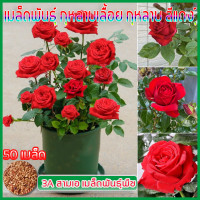 ราคา เมล็ดกุหลาบ อัตรางอก100 ปลูกง่าย ถูกดี บรรจุ 50 เมล็ด สายพันธุ์ของแท้ เมล็ดกุหลาบ กุหลาบสีแดงเมล็ด กุหลาบเลื้อย สีชมพูกุหลาบ ดอกกุหลาบ เมล็ดพันธุ์แท้ สีแดงดอกใหญ่เมล็ดกุหลาบ ปลูกกุหลาบ กุหลาบเมล็ดพันธ